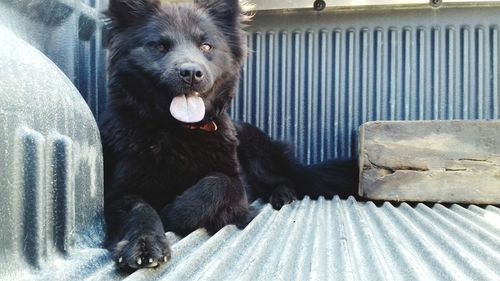 Portrait of black dog sitting outdoors