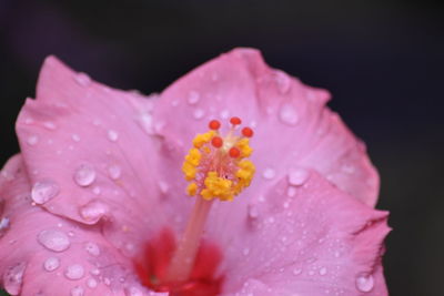 Close-up of wet pink flower