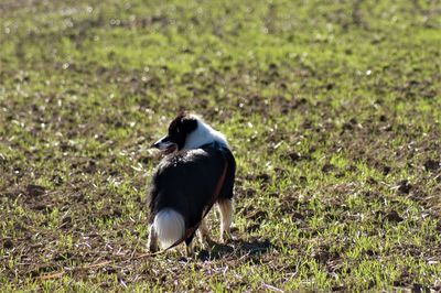 Duck on a field