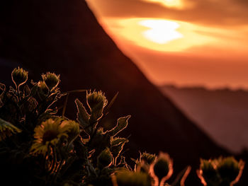 Close-up of plants against sky during sunset