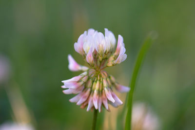 Close-up of pink flowering plant