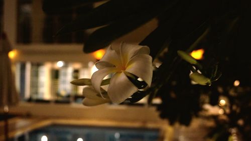 Close-up of yellow flower