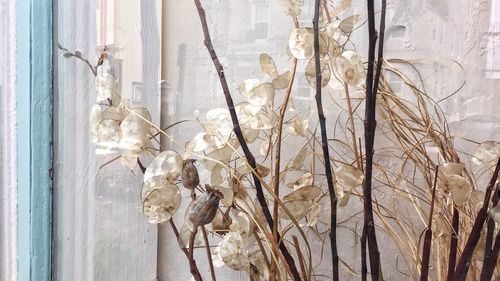 Full frame shot of dried plant