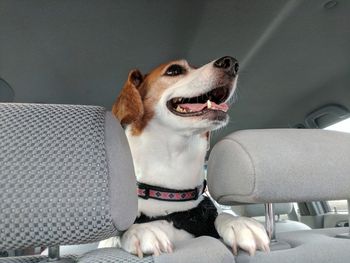 Close-up of dog sitting on seat