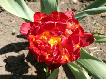 Close-up of red rose flower