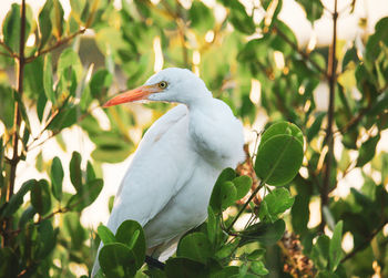 Close-up of bird perching on a plant