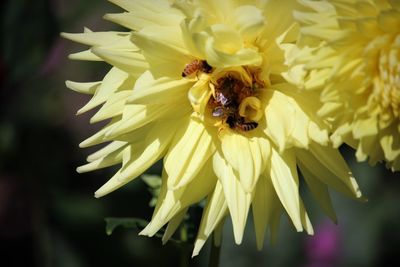 Close-up of bee pollinating on yellow flower