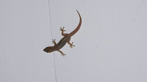 Lizard on leaf