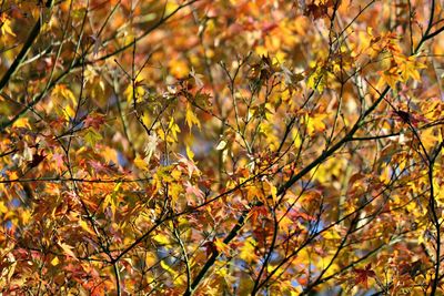 Low angle view of autumnal tree