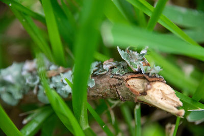 Close-up of insect on plant