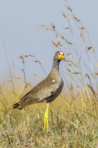 Bird perching on a field