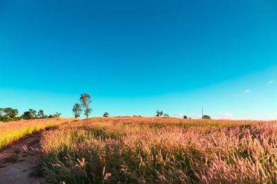 Scenic view of field against clear blue sky