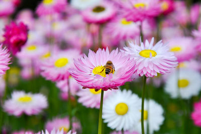 Close-up of bee pollinating on pink flower