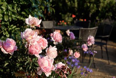 Close-up of pink roses