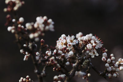 Close-up of cherry blossom