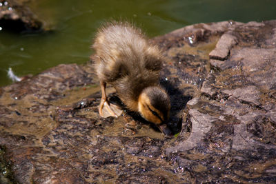 High angle view of a duckling in lake