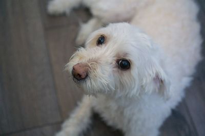 Close-up portrait of white dog