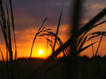 Close-up of silhouette plants against sunset sky