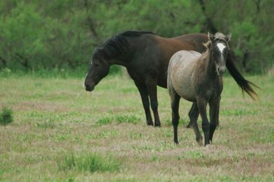 Horses running in a field