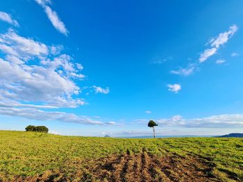 Scenic view of agricultural field against sky