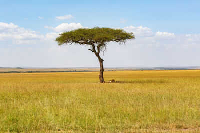 Tree on field against sky