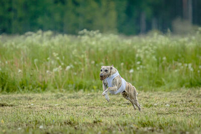 Whippet dog in white shirt running and chasing lure in the field on coursing competition