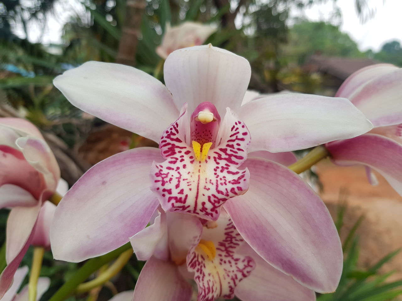 CLOSE-UP OF PINK FLOWER