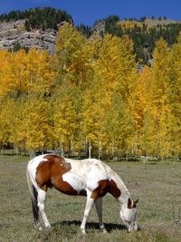 Horses standing by trees during autumn