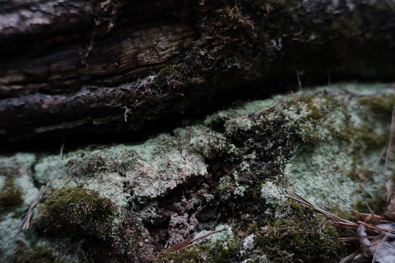 CLOSE-UP OF MOSS ON ROCKS