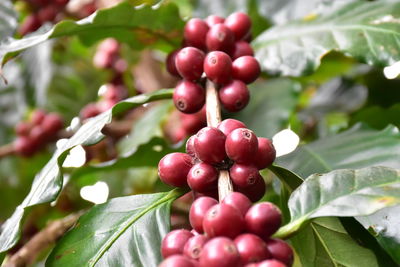 Close-up of cherries growing on tree