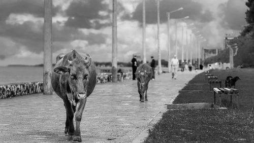 Cows walking on footpath at sea shore against cloudy sky