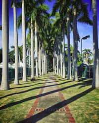 View of palm trees in park