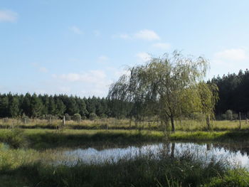 Trees on field against sky