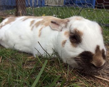 Cat lying on grassy field