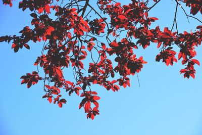 Low angle view of red maple tree against sky