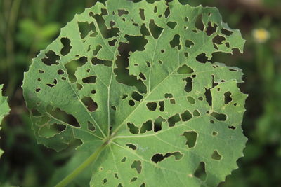 Close-up of leaves