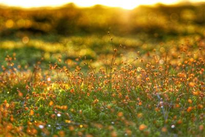 Plants growing on field