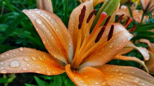 Close-up of raindrops on orange lily