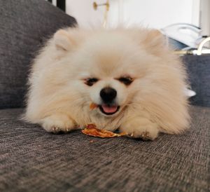 Portrait of dog lying on floor at home