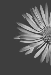 Close-up of flower over black background