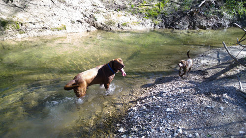 Dog standing in stream