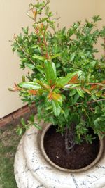 Close-up of potted plant in backyard