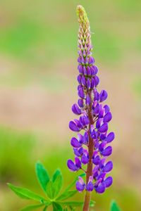 Close-up of purple flowering plant on field