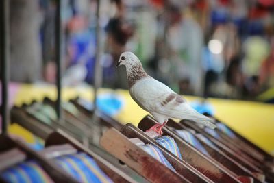 Pigeon perching on chair