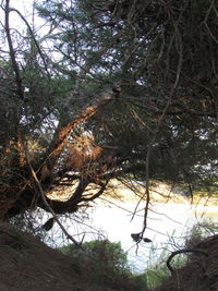 Trees in forest during winter