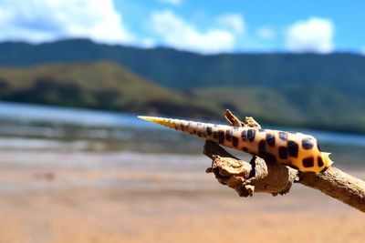 Close-up of insect on sea against sky
