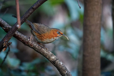 Close-up of bird perching on branch