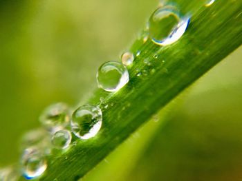 Close-up of raindrops on leaf