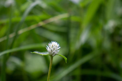 Close-up of white flowering plant