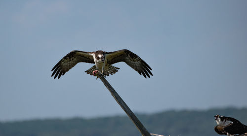 Bird flying over the sky